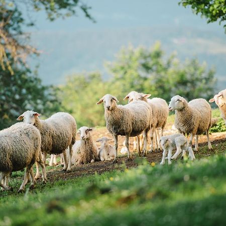 Eco Tourist Farm Ravnjak 슬로벤 그라데츠 외부 사진