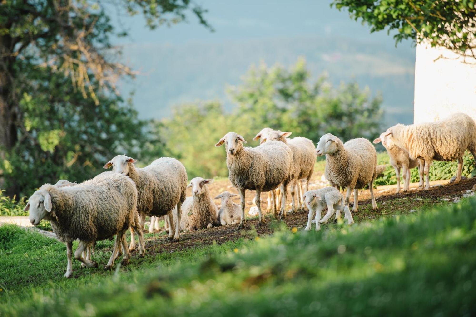 Eco Tourist Farm Ravnjak 슬로벤 그라데츠 외부 사진